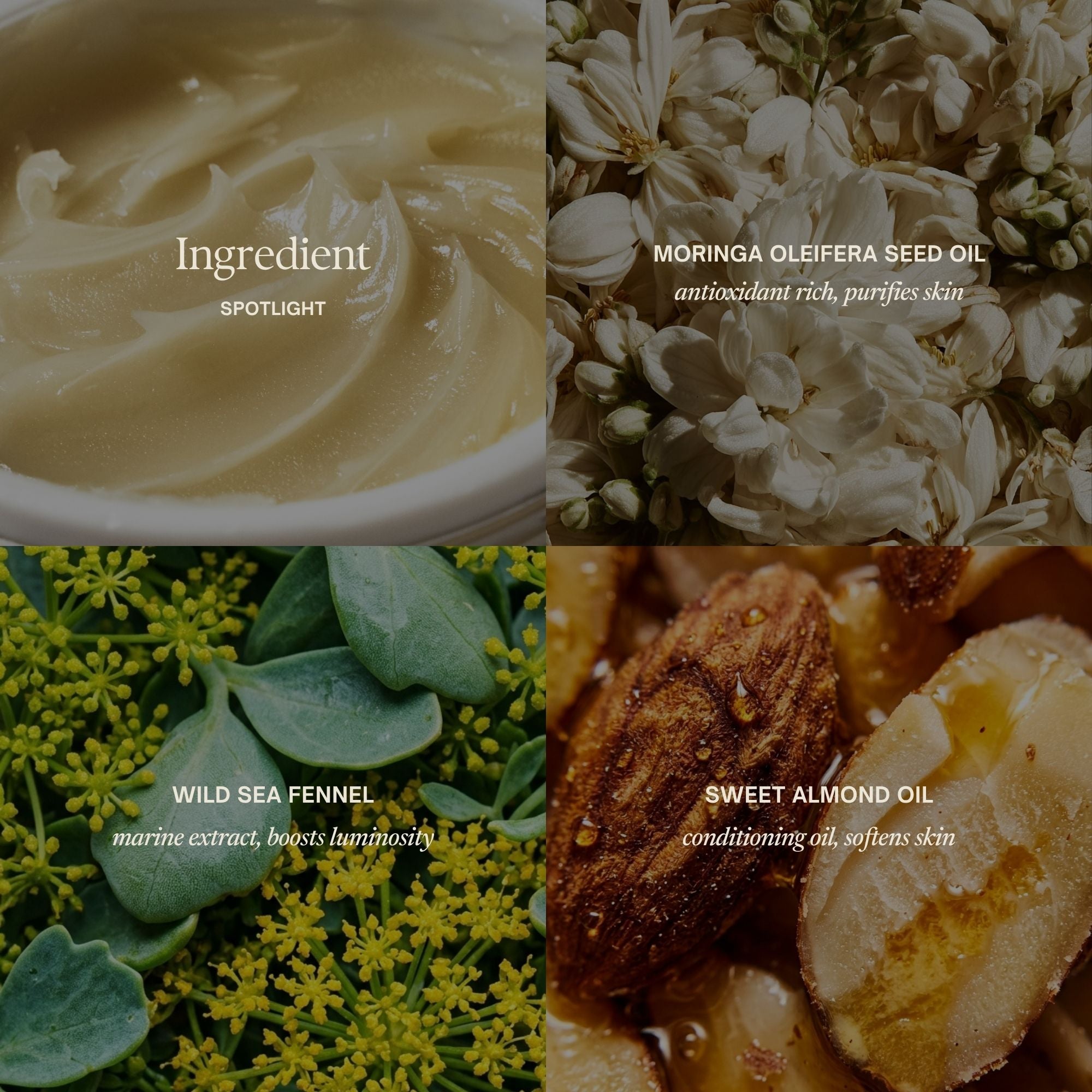 Ingredient spotlight: Moringa Oleifera seed oil, wild sea fennel and sweet almond oil